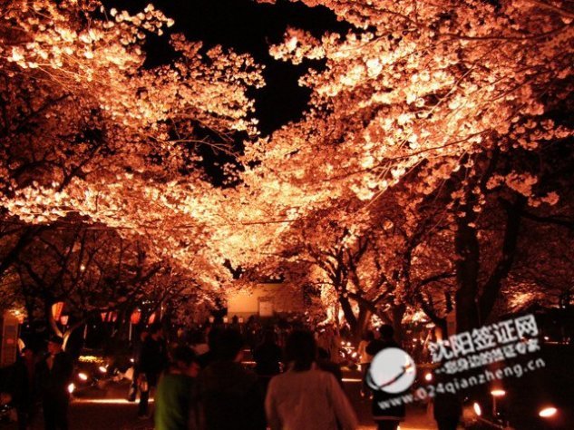 樱花季2017
