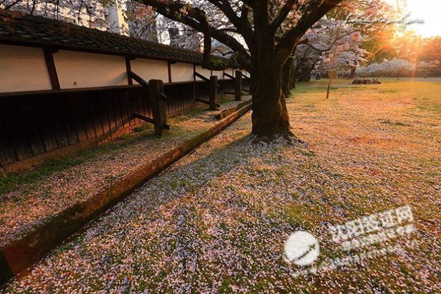 2017樱花季