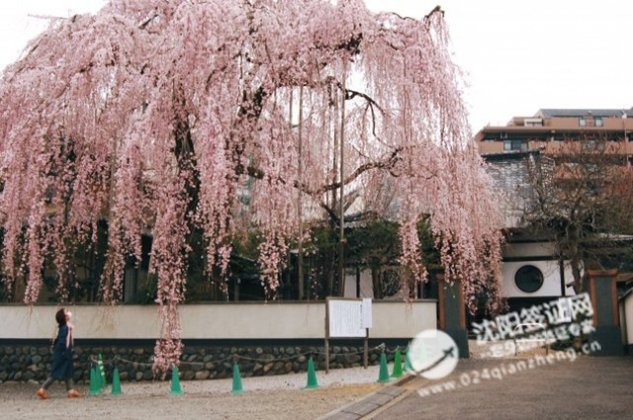 樱花季2017